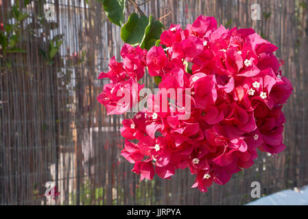 Bougainvillea Stockfoto