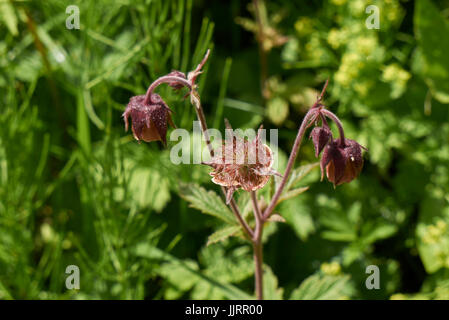 Geum-rivalepetals Stockfoto