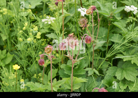 Geum-rivalepetals Stockfoto