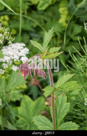 Geum-rivalepetals Stockfoto