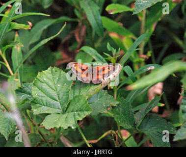 Eine Ansicht eines männlichen Gatekeeper Schmetterling, pyrausta Tithonus, Sonnenbaden in einer Hecke. Stockfoto