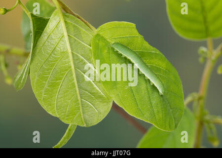 Zitronenfalter, Zitronen-Falter, Raupe Frisst ein Forschungsmethoden, Gonepteryx Rhamni, Schwefel, Schwefel-Schmetterling, Raupe, Le Citron Stockfoto