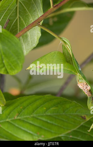 Zitronenfalter, Zitronen-Falter, Puppe, Gürtelpuppe Gut Getarnt, Gonepteryx Rhamni, Schwefel, Schwefel-Schmetterling, Puppe, Puppen, Le Citron Stockfoto