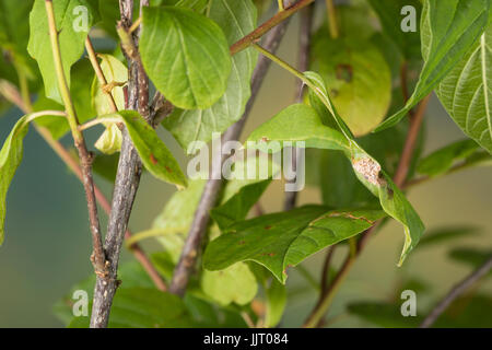 Zitronenfalter, Zitronen-Falter, Puppe, Gürtelpuppe Gut Getarnt, Gonepteryx Rhamni, Schwefel, Schwefel-Schmetterling, Puppe, Puppen, Le Citron Stockfoto