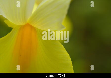 Gelben Blüten von Iris auf einem hellen Hintergrund des Sonnenlichts Stockfoto