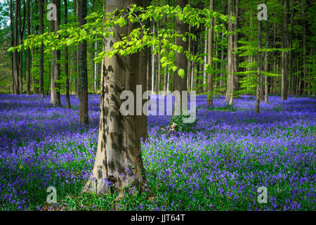 Magische belgischen Hallerbos verwandelt sich in ein Meer von wilde Glockenblumen jedes Jahr im Frühling. Die frische, grüne Blätter der Buche Bäume bieten einen farbigen Kontrast. Stockfoto