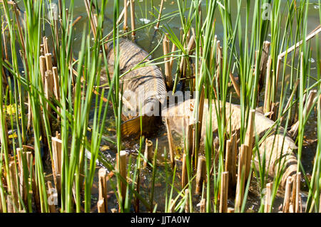 Gemeinsamen Karpfen Cyprinus Carpio laichen in den Untiefen eines Teiches Stockfoto