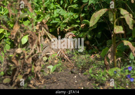 Französische Rebhuhn oder Red-legged Alectoris rufa versteckt unter Gestrüpp im Sommer Sonne Stockfoto