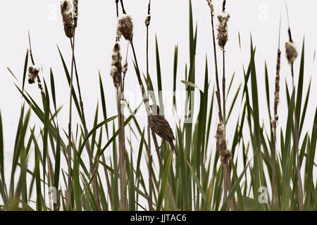 Vogel auf einem Rohrkolben Stockfoto