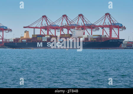 Die riesigen Mediterranean Shipping Company Containerschiff, MSC Silvia, Be- und Entladen in der Long Beach Container Terminal, Kalifornien, USA. Stockfoto