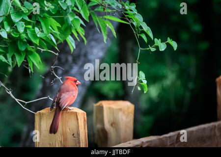 Eine leuchtende rote Kardinal sitzt auf einem Zaunpfahl in Martin Naturpark in Oklahoma City Stockfoto