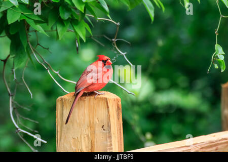 Eine leuchtende rote Kardinal sitzt auf einem Zaunpfahl in Martin Naturpark in Oklahoma City Stockfoto