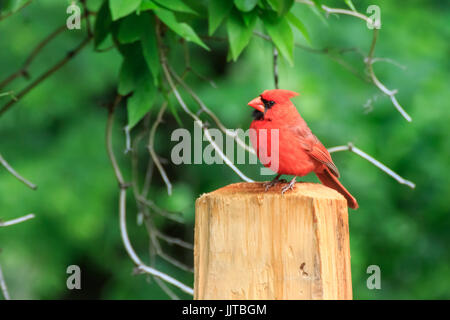 Eine leuchtende rote Kardinal sitzt auf einem Zaunpfahl in Martin Naturpark in Oklahoma City Stockfoto