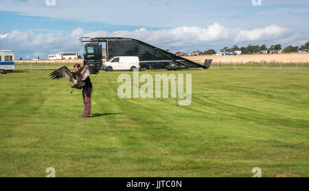 Ben Potter Greifvögel Display, Räder und Kotflügel Ereignis, East Fortune, East Lothian, Schottland, Großbritannien, mit weißkopfseeadler Haliaeetus leucocephalus Landung, Stockfoto