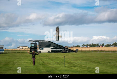 Ben Potter Greifvögel Display, Räder und Kotflügel 2016, East Fortune, East Lothian, Schottland, Großbritannien, mit weißkopfseeadler Haliaeetus leucocephalus fliegen, Stockfoto