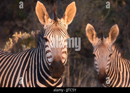 Zwei Ebenen Zebras, Equus Quagga, in Namibia, Afrika Stockfoto