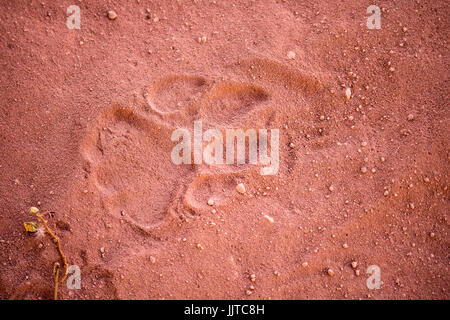 Verfolgen oder paw Print von einem Leoparden, Namibia, Afrika Stockfoto