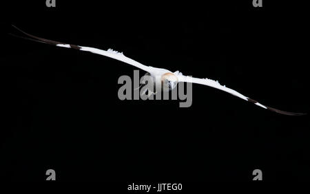 Ein Basstölpel (Morus Bassanus) im Flug über das Meer, Shetland-Inseln, UK Stockfoto