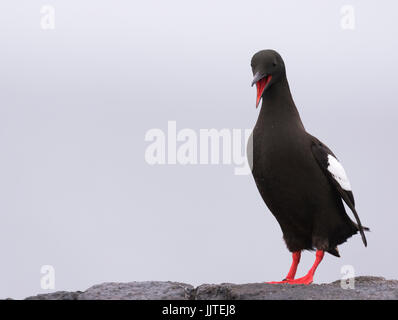 Ein Black Guillemot (Cepphus Grylle) anzeigen, Shetland, UK Stockfoto