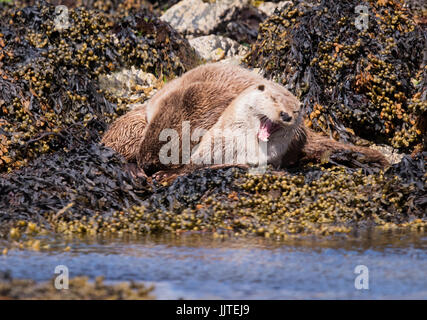 Eine gut gewachsene junge Fischotter (Lutra Lutra) versucht, säugen, zum Ärger der Mutter, Shetland, UK Stockfoto