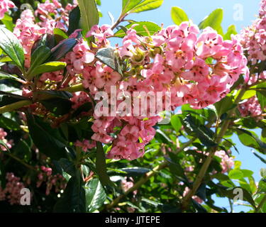 Rosa Blume Cluster Stockfoto