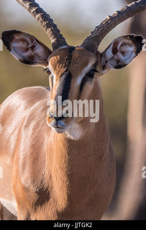 Afrikanische männlichen Impala, Aepyceros Melampus, aus Namibia, östliche und südliche Afrika endemisch. Stockfoto