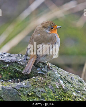 Robin, Schottisches Hochland, + Pennington Flash, Leigh und Cheshire Stockfoto