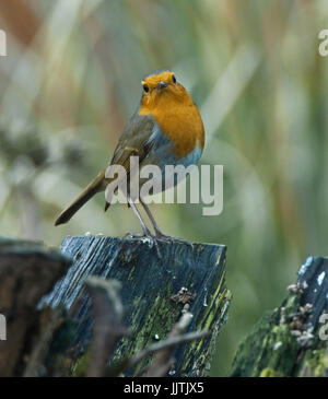 Robin, Schottisches Hochland, + Pennington Flash, Leigh und Cheshire Stockfoto