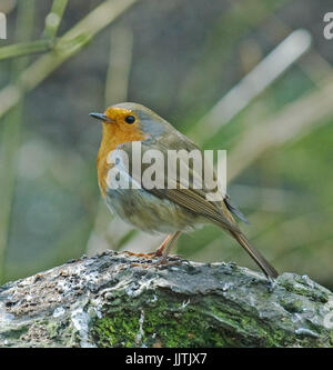 Robin, Schottisches Hochland, + Pennington Flash, Leigh und Cheshire Stockfoto