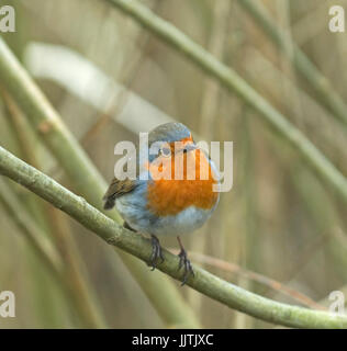 Robin, Schottisches Hochland, + Pennington Flash, Leigh und Cheshire Stockfoto