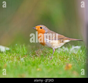 Robin, Schottisches Hochland, + Pennington Flash, Leigh und Cheshire Stockfoto