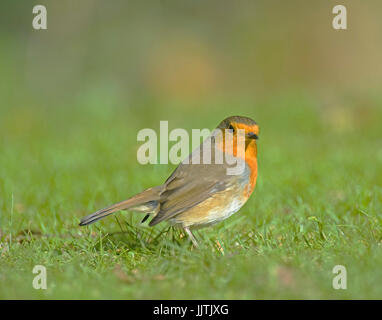 Robin, Schottisches Hochland, + Pennington Flash, Leigh und Cheshire Stockfoto