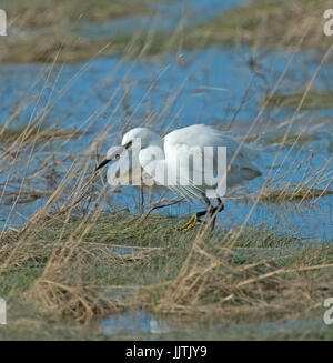 Seidenreiher, Marshside-Southport Stockfoto
