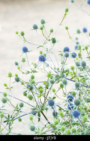 Eryngium X tripartitum. Meer-Holly Stockfoto