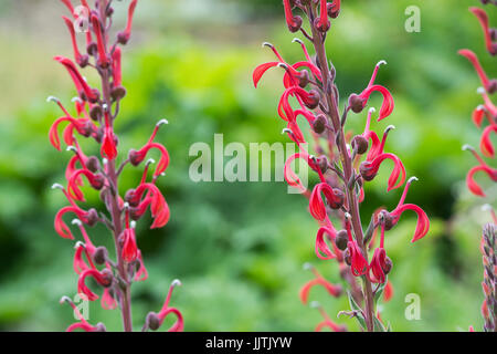 Lobelia Tupa. Des Teufels Tabak Blume Stockfoto