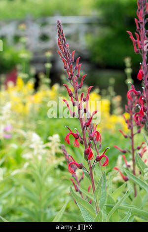 Lobelia Tupa. Des Teufels Tabak Blume Stockfoto