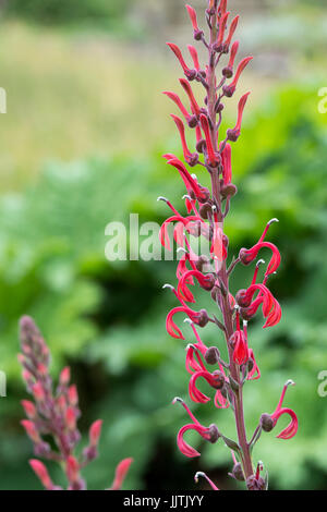 Lobelia Tupa. Des Teufels Tabak Blume Stockfoto