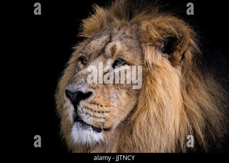 Ein Porträt von Iblis, die männlichen asiatischen Löwen im Zoo von Chester. Stockfoto