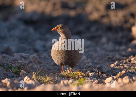 Rot-billed Spurfowl (Pternistis Adspersus), auch bekannt als die rot-billed Francolin in Namibia Stockfoto