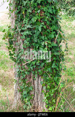 Englisch Efeu wächst an einem Baumstamm. Stockfoto