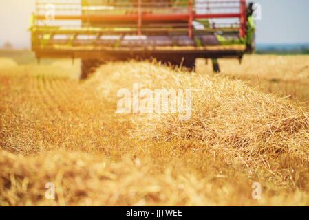 Feldhäcksler Maschine kombinieren die Ernte reif Weizen ernten in landwirtschaftlich genutzte Gebiet, selektiver Fokus Stockfoto