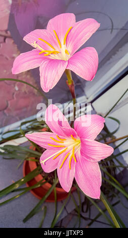 Rosa-lila Zephyranthes Blüte, Nahaufnahme, isoliert, Fenster. Trivialnamen für die Arten dieser Gattung gehören Märchen, Rainflower, Zephyr und Regen-Lilie. Stockfoto