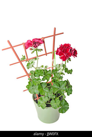Dunkle rote Geranien Blumen, Pelargonium hautnah Blumentopf. Stockfoto