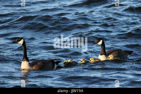 Eine Familie von Gänse schwimmen im Meer in der Nähe von Nanaimo, Britisch-Kolumbien Stockfoto