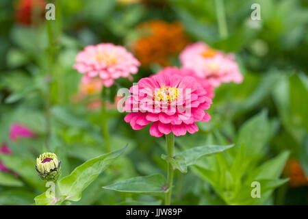 Zinnie "Feuerwerk Mix" Blumen im Sommer. Stockfoto