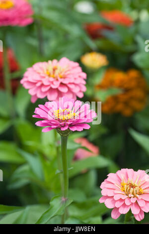 Zinnie "Feuerwerk Mix" Blumen im Sommer. Stockfoto