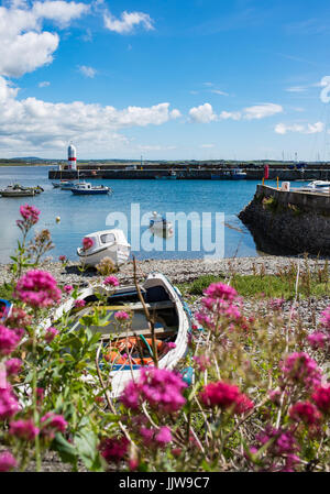 Roter Baldrian am Strand, Port St. Mary Harbour Stockfoto