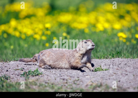 Schwarz-angebundene Präriehund, Manitoba, Kanada. Stockfoto