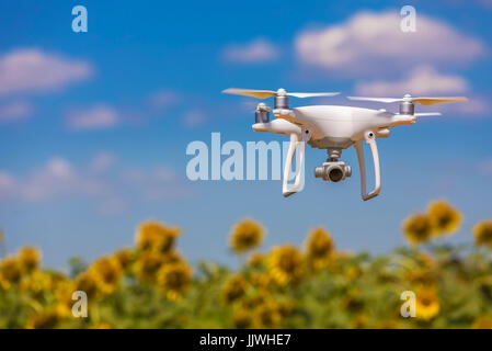 Drone schwebt über Sonnenblumenfeld in klaren, blauen Himmel teilweise getrübt Stockfoto