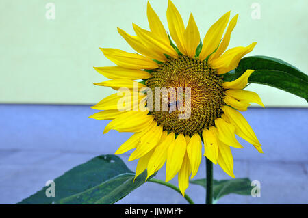 Biene auf einer Sonnenblume Kopf Stockfoto